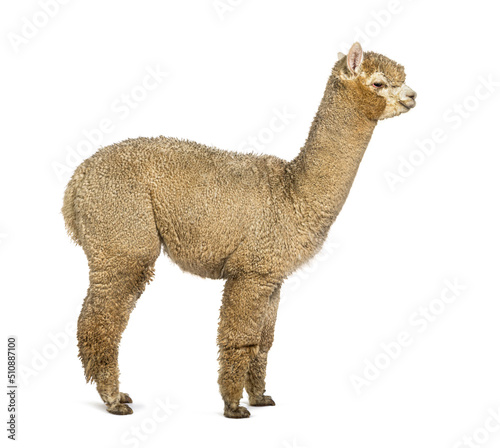 Side view of a White alpaca - Lama pacos, isolated on white