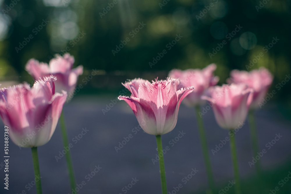 Obraz premium Close-up of pink tulips in a field of pink tulips 