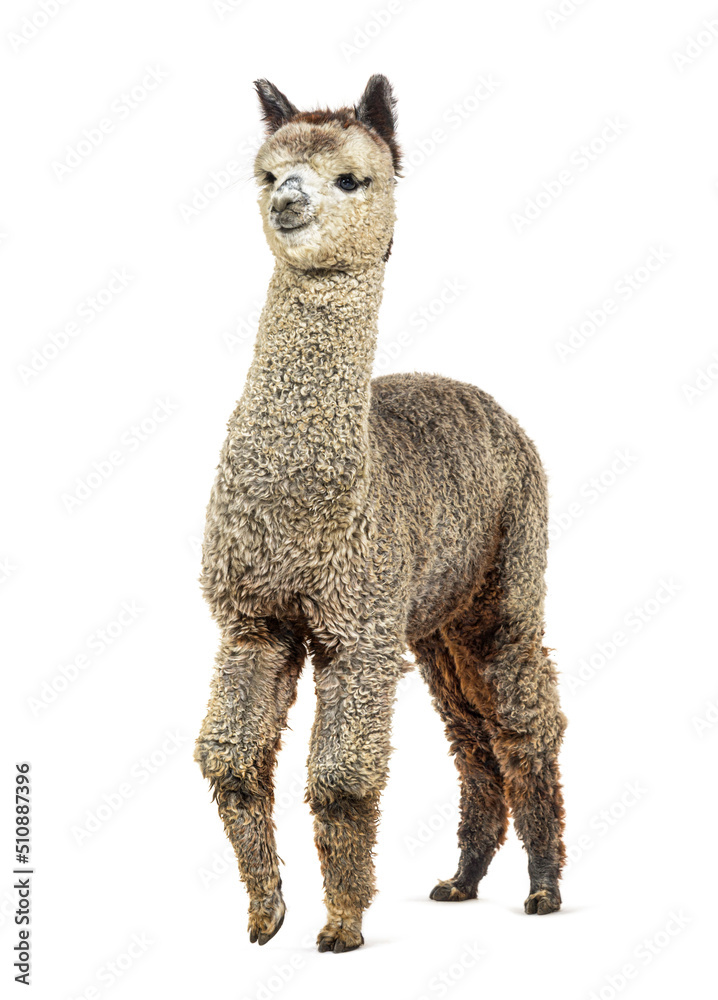 Obraz premium Medium silver grey alpaca - Lama pacos, isolated on white