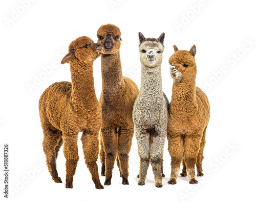 Many colored alpaca together in a row standing together - Lama p photo