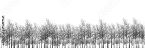 Wallpaper Mural abstract background wilderness forest landscape black and white Torontodigital.ca