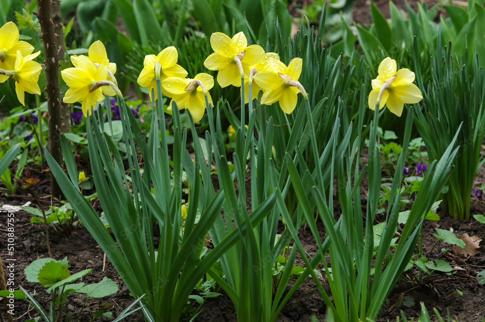 Close-up of yellow blooming flowers in spring (daffodil) on a grass meadow. Blooming spring flowers of daffodil. Selective focus. Close-up of yellow blooming flowers in spring (daffodil) on a grass meadow. Blooming spring flowers of daffodil. Selective focus.