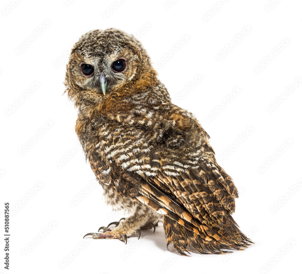 Rear view of a One month old Tawny Owl, Strix aluco, isolated Rear view of a One month old Tawny Owl, Strix aluco, isolated
