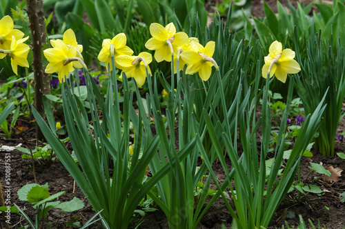 Close-up of yellow blooming flowers in spring (daffodil) on a grass meadow. Blooming spring flowers of daffodil. Selective focus.