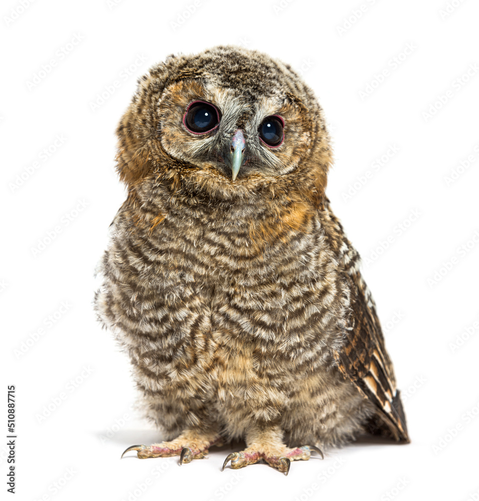 One month old Tawny Owl, Strix aluco, isolated One month old Tawny Owl, Strix aluco, isolated