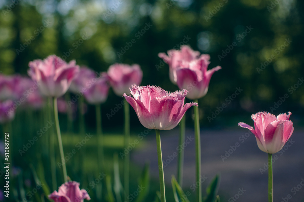 Close-up of pink tulips in a field of pink tulips Close-up of pink tulips in a field of pink tulips