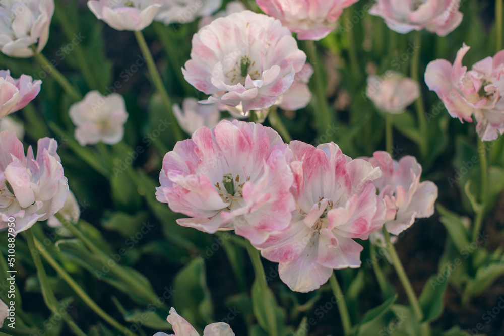Close-up of pink tulips in a field of pink tulips 