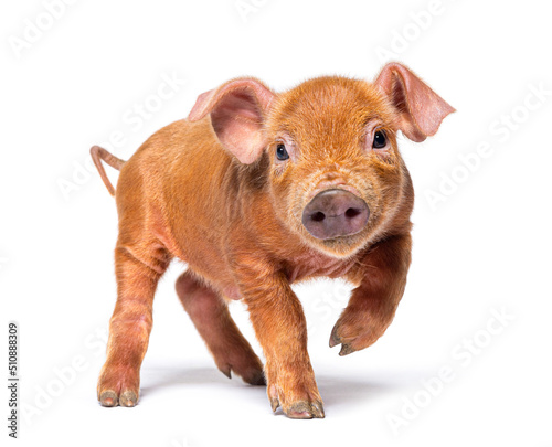 Young pig walking and facing the camera(mixedbreed), isolated