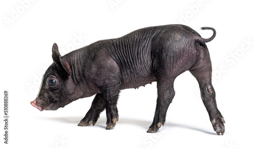 Black young pig (mixedbreed), isolated © Eric Isselée