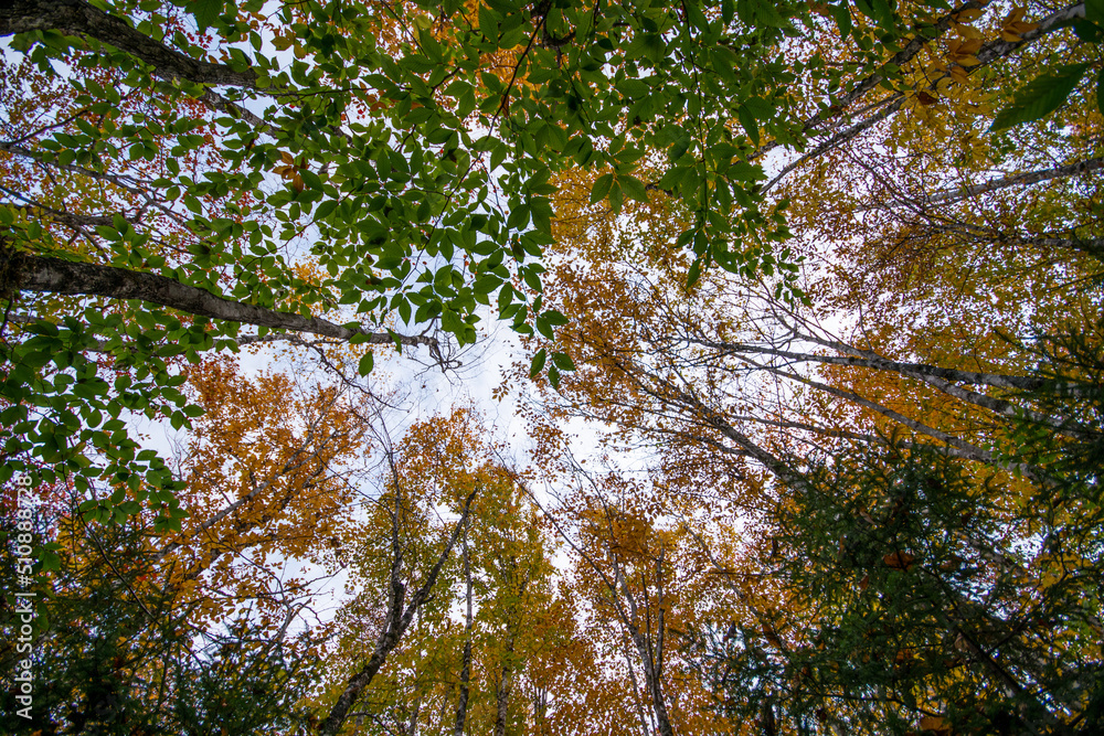 Obraz premium Look Up to the Trees towards the sky