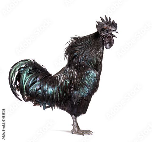 Foto Side view of a Cemani rooster singing, isolated on white