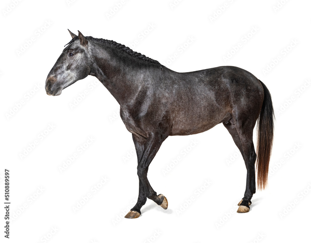 Profile Lusitano walking, Portuguese horse, isolated on white