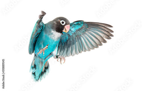 Black Cheecked Lovebird wings spread– Agapornis Nigrigenis – Blue mutation, isolated on white photo