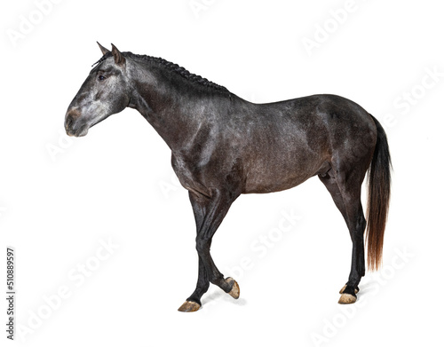 Profile Lusitano walking  Portuguese horse  isolated on white