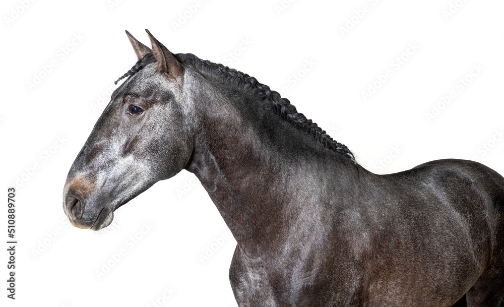 headn shot of a profile Lusitano, Portuguese horse, isolated on white