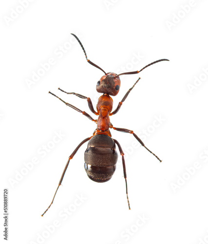 Red wood ant - Formica rufa or southern wood ant, isolated on white