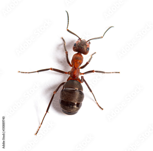 Red wood ant - Formica rufa or southern wood ant, isolated on white