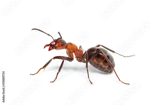 Red wood ant - Formica rufa or southern wood ant, isolated on white