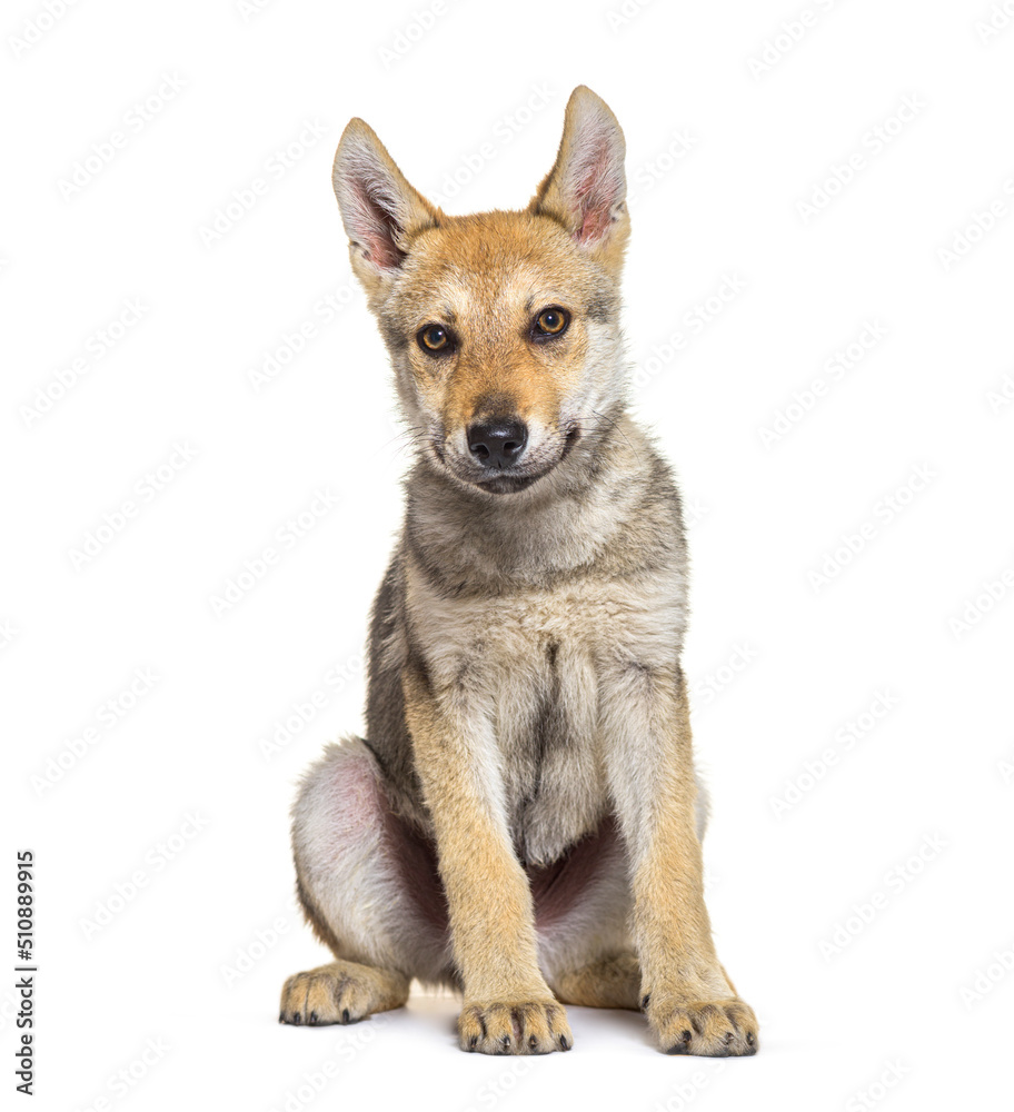 American wolfdog puppy, three months old, sitting, isolated in white