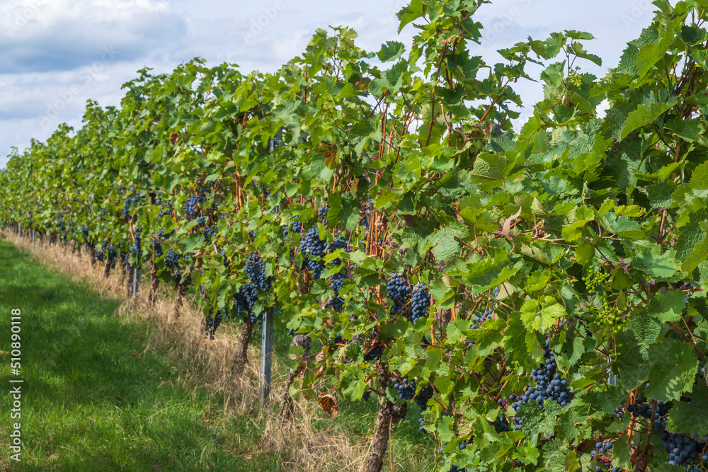 View along a row of vines with juicy ripe blue grapes in Rhienhessen/Germany