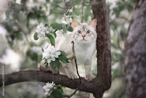A tabby cat is sitting on a blooming apple tree. Spring in the park