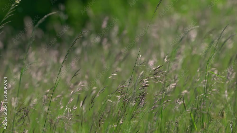 Splendor in the Grass on Wind - (4K) Splendor in the Grass on Wind - (4K)