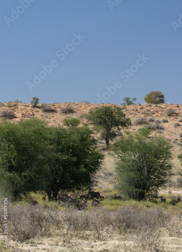 Springbok in the Kgalagadi