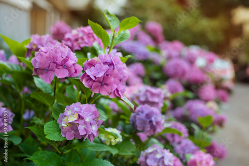 Summer hydrangea flowers bloom in purple with a pleasant smell, hydrangeas bloom in summer, selective focus