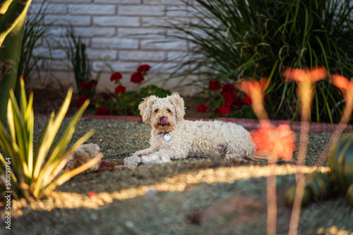 Cute poodle looking at the camera from the house front yard.
