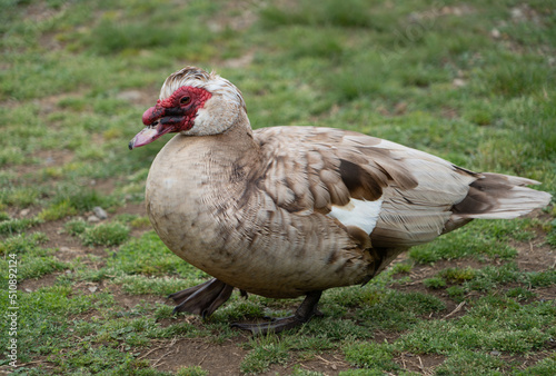 Strolling Brown Muscovy Duck