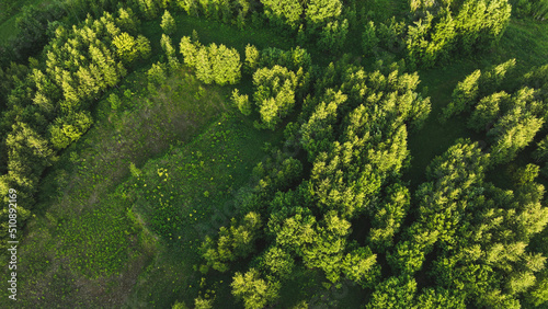 Forest in the summer season. Aerial view. Green background