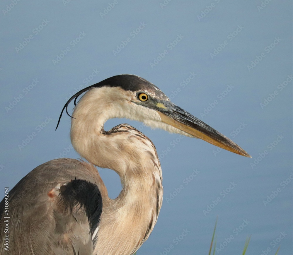Fototapeta premium Great Blue Heron Elegance and Grace