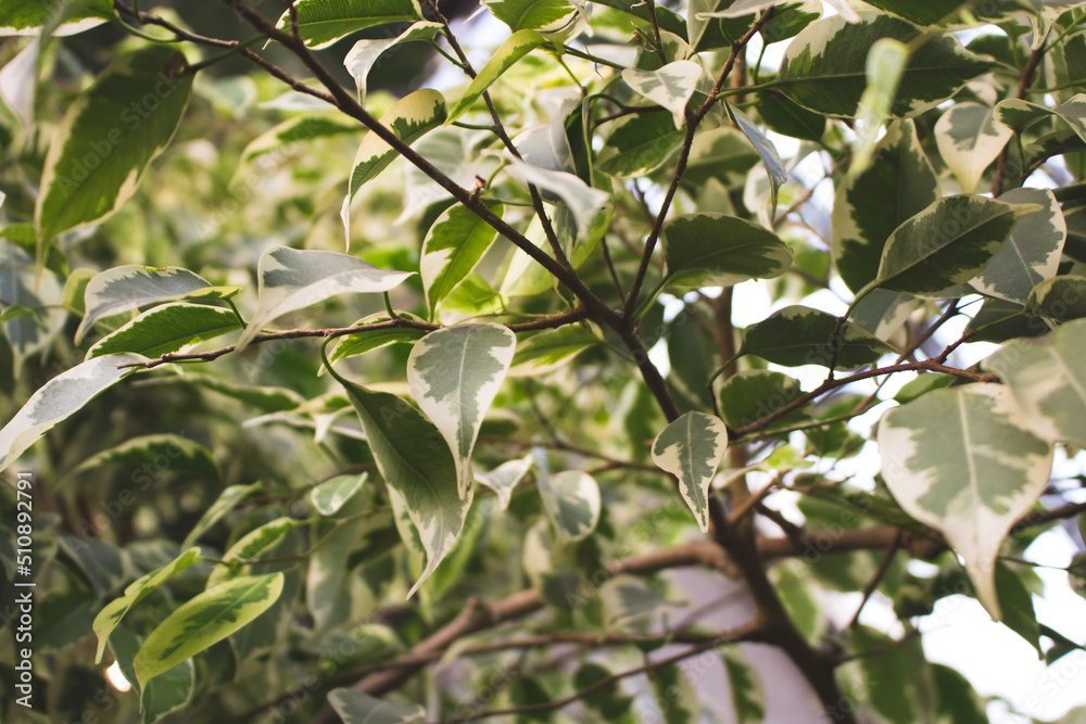 Ficus benjamina twilight. Green tropical leaves texture. Selective focus.