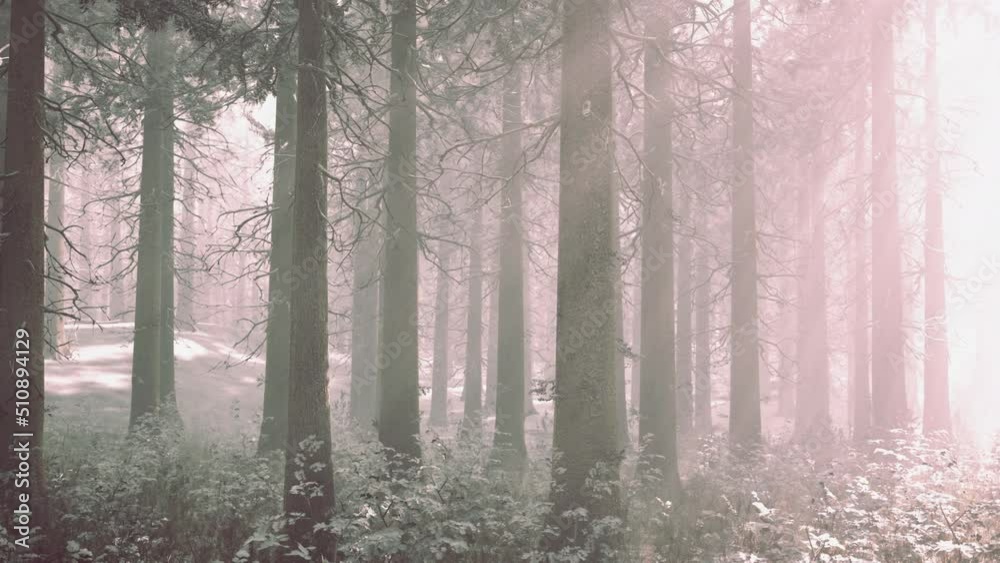 Sunset or sunrise in the winter pine forest covered with a snow Sunset or sunrise in the winter pine forest covered with a snow