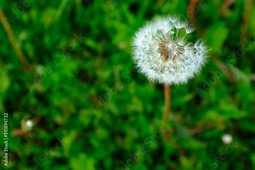 A single dandelion on the bones on the blurred green grass. A fluffy dandelion on a green background for post  screensaver  wallpaper  postcard  poster  banner  cover  website