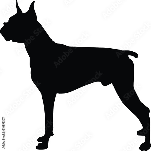 Boxer dog breed in profile