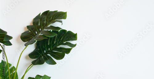 Monstera deliciosa or tropical green leaves on white background