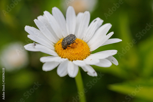 Spotted beetle on a daisy flower on a background of a green garden