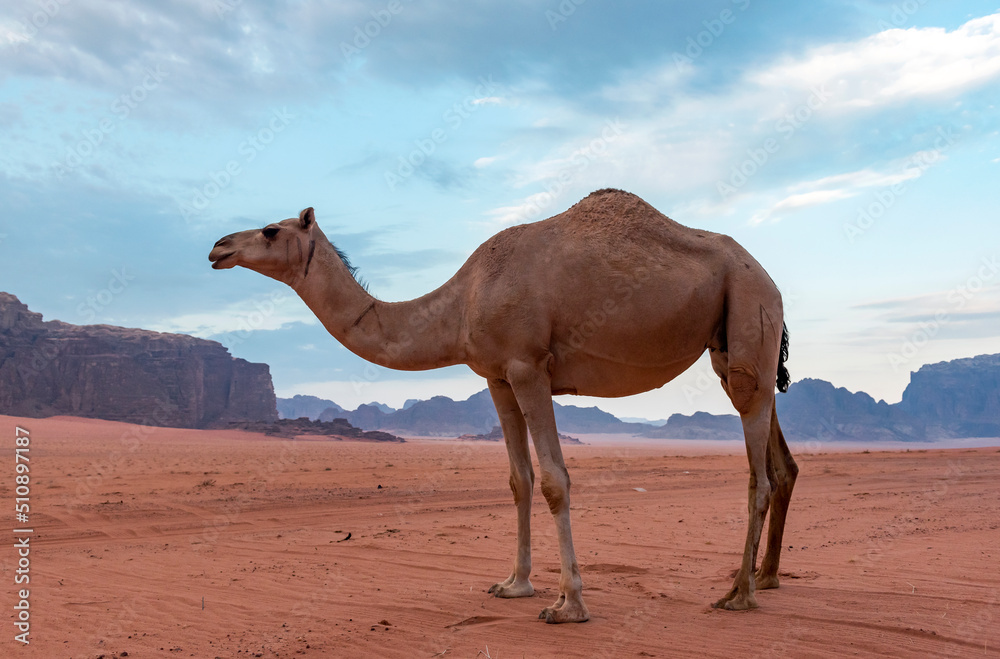 Camel in Wadi Rum Desert, Jordan Camel in Wadi Rum Desert, Jordan