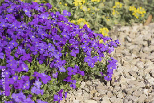  Aubrieta royal blue photo