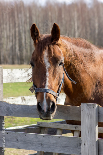 The horse grazes behind a wooden fence.