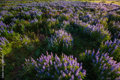 Wildflowers