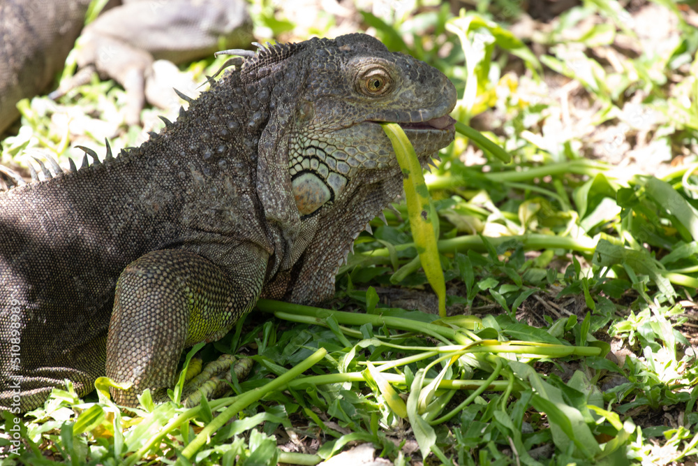 Green Iguana is resting on the Green Yard Green Iguana is resting on the Green Yard