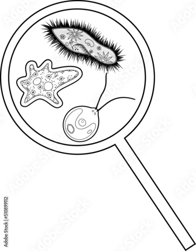 Paramecium caudatum, amoeba and chlamydomonas under magnifying glass isolated on white background photo