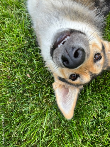 Upside down silly dog in grass