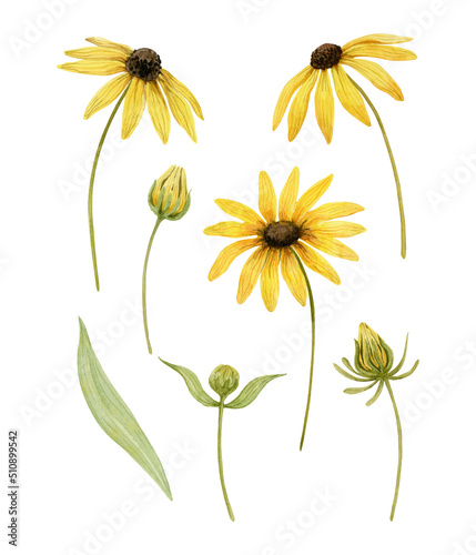 Tableau sur toile Set of rudbeckia flowers, buds and leaves