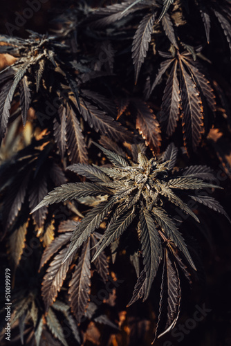cannabis background