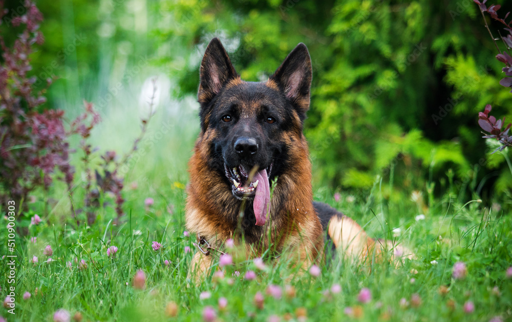 german shepherd dog in the grass