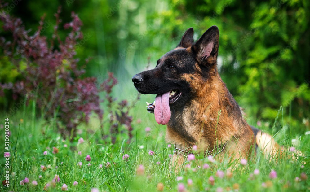 german shepherd dog with tongue in the grass german shepherd dog with tongue in the grass
