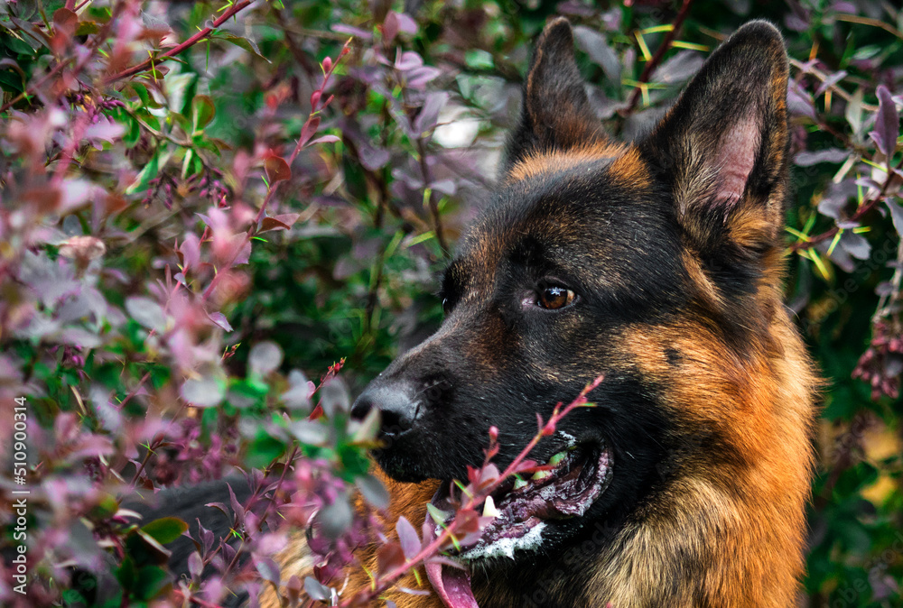 german shepherd dog portrait in the bush